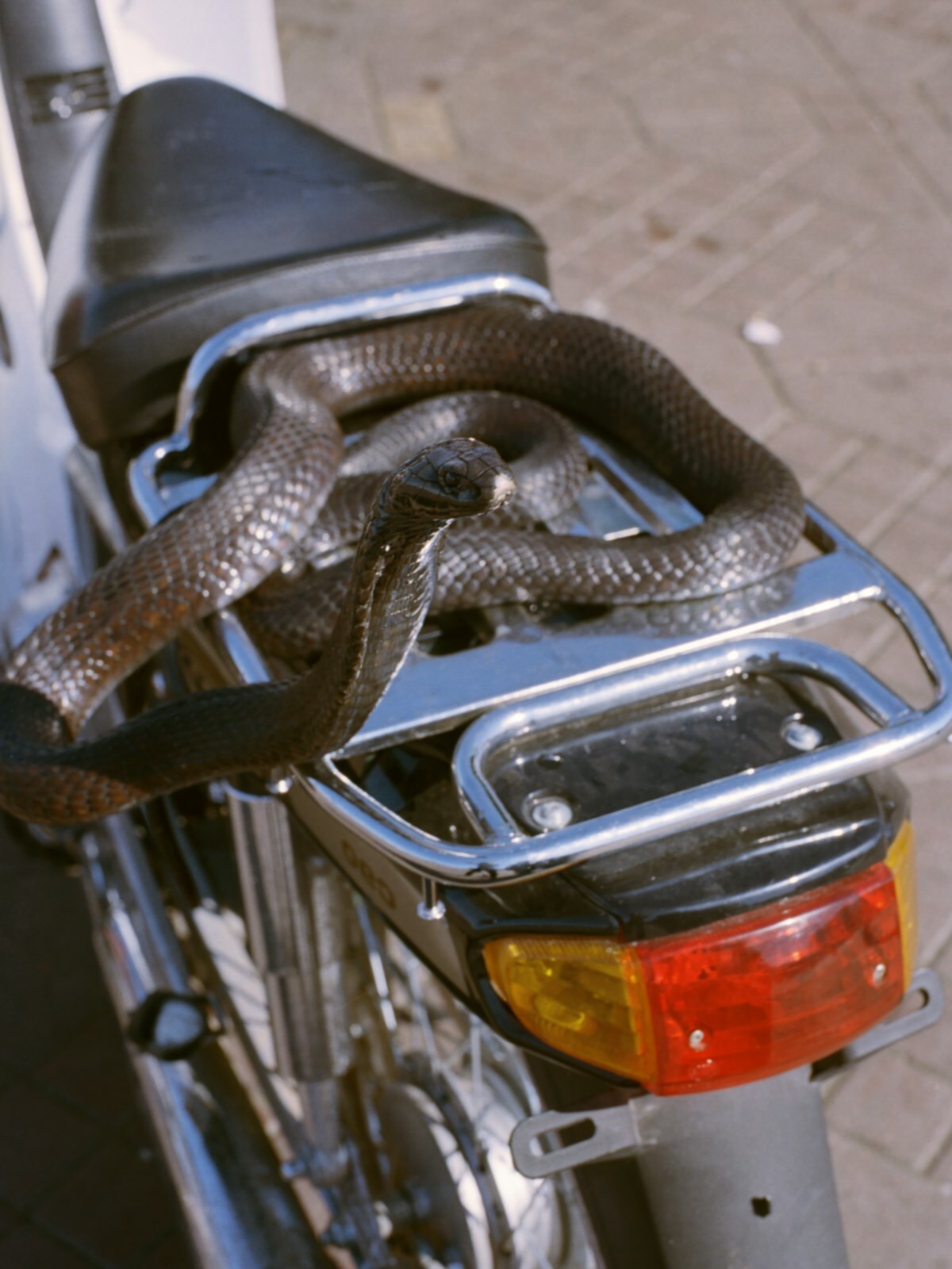 009_osma_harvilahti_Cobra_On_a_Motorbike_2012