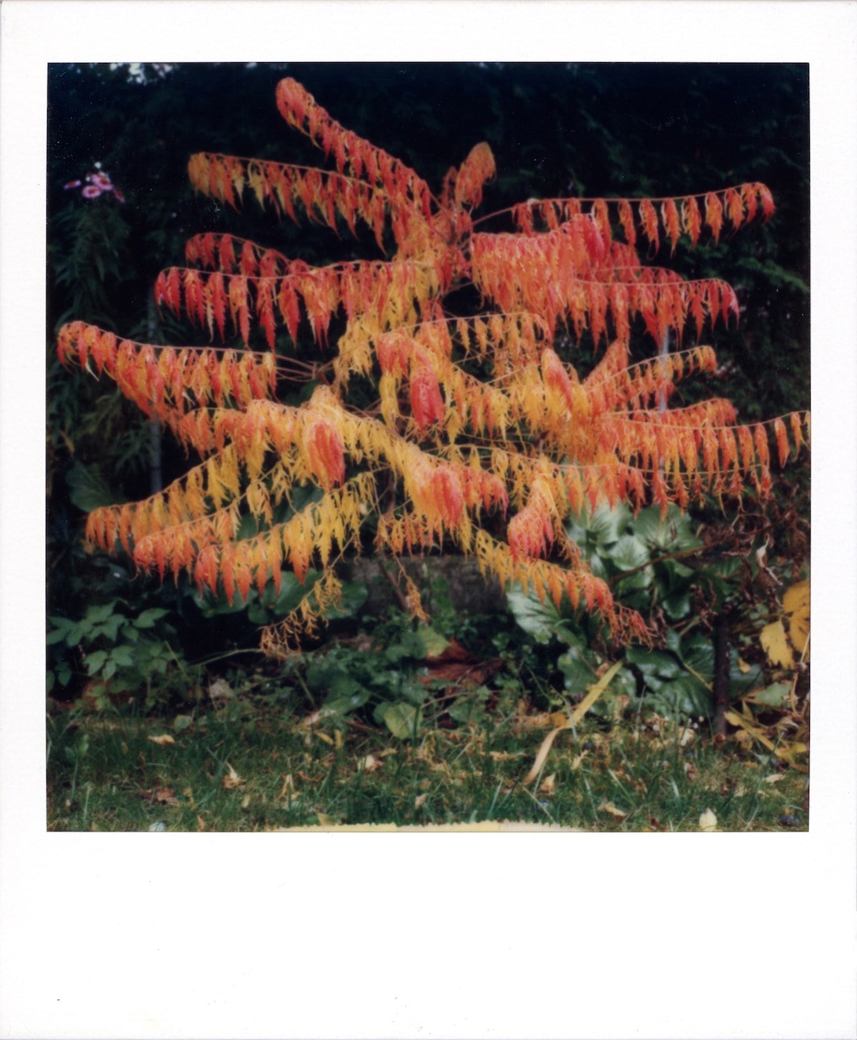 Robby Müller Polaroids Cinematographer Wim Wenders 14