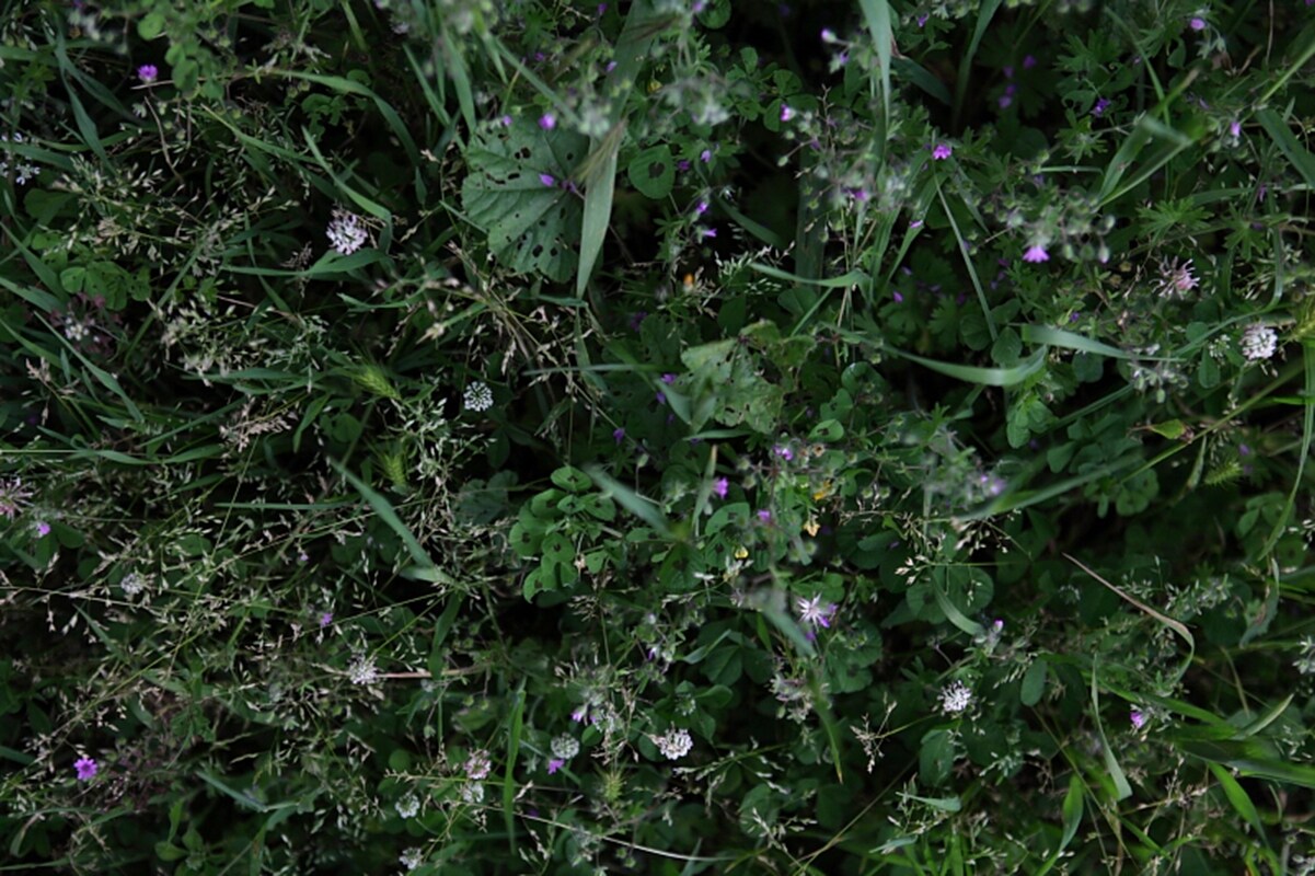 Tuscan wild flowers