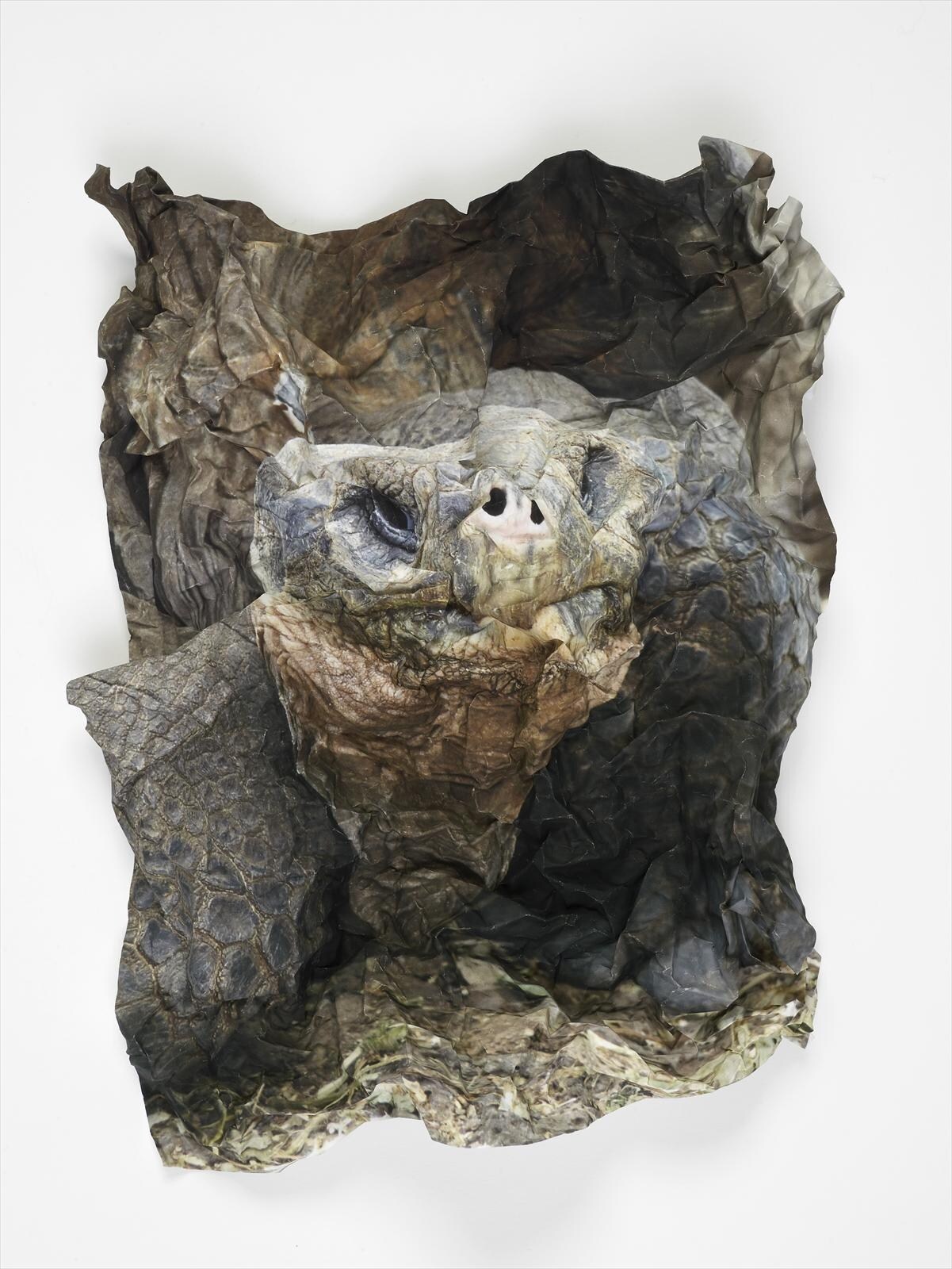 Ritual for Reconciliation: Tortoise, Galapagos Islands