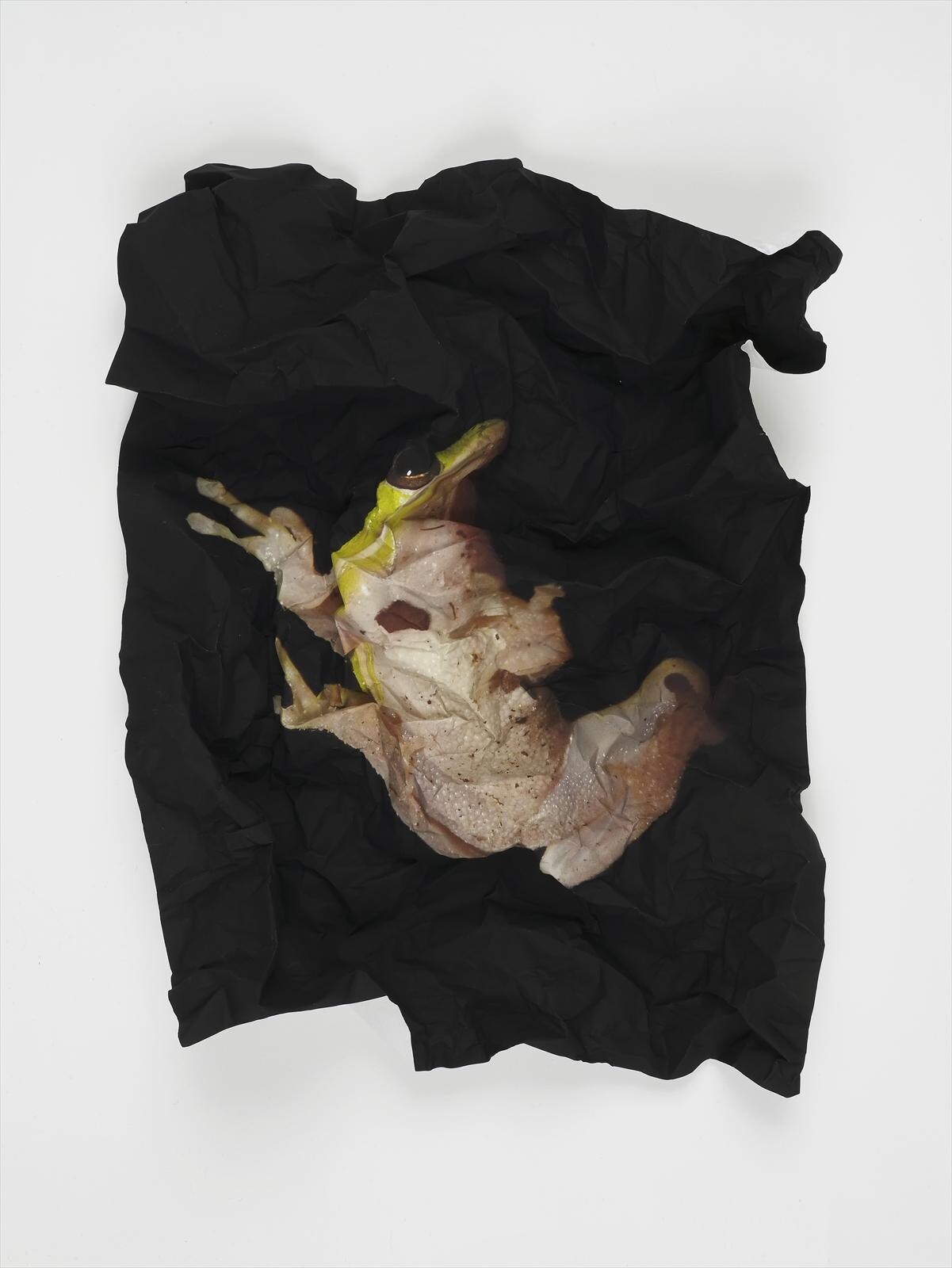 Ritual for Reconciliation: Squirrel Treefrog (Hyla Squirella