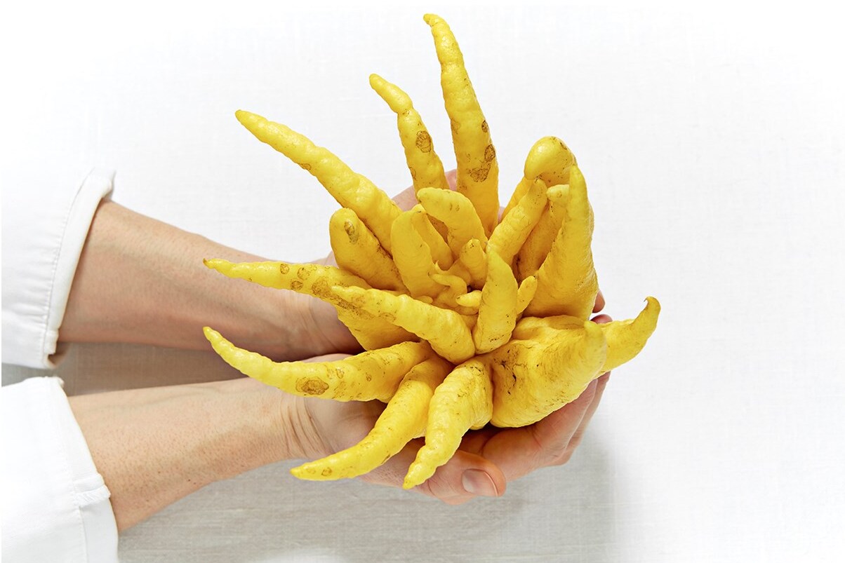 HolderVeg