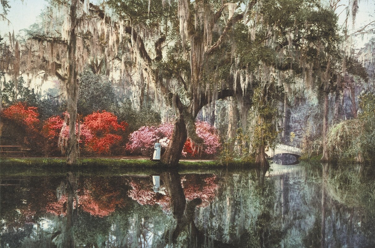 Charleston, Magnolia-on-the-Ashley, photochrom, Anonymous