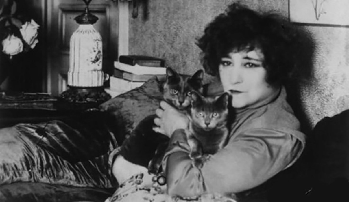 Colette Cats 3