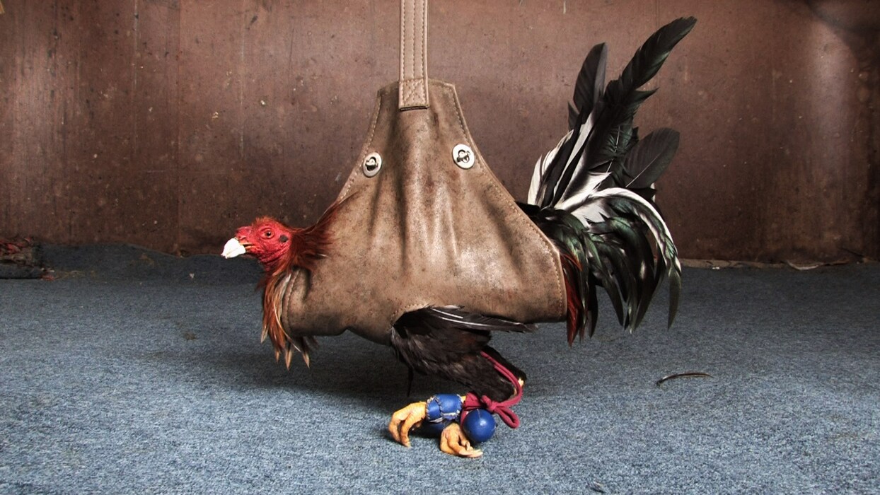 Cocker, Eric Levine, 2010