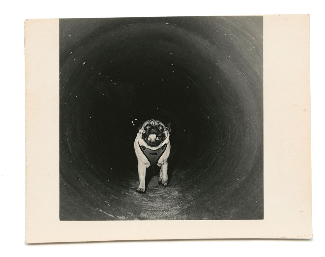 From Dogs by Mark Peckmezian