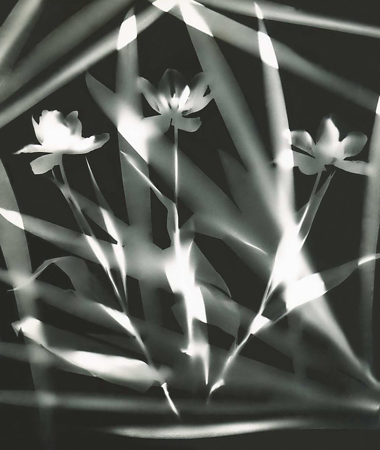 Jeanne Mandello, Sans titre, photogramme