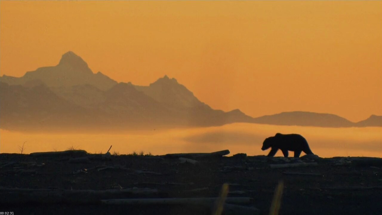 Brown Bear