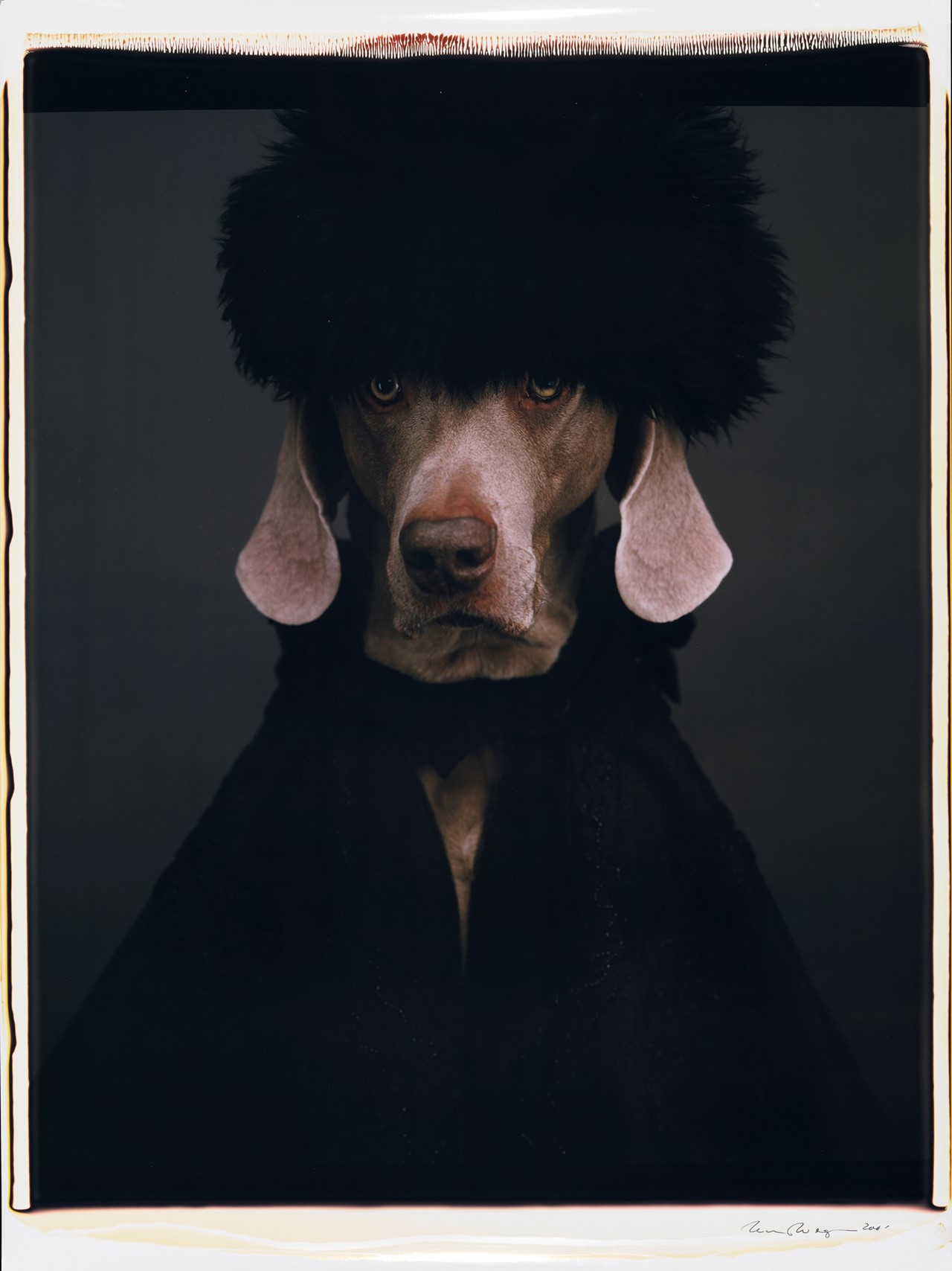 Man ray orders weimaraner