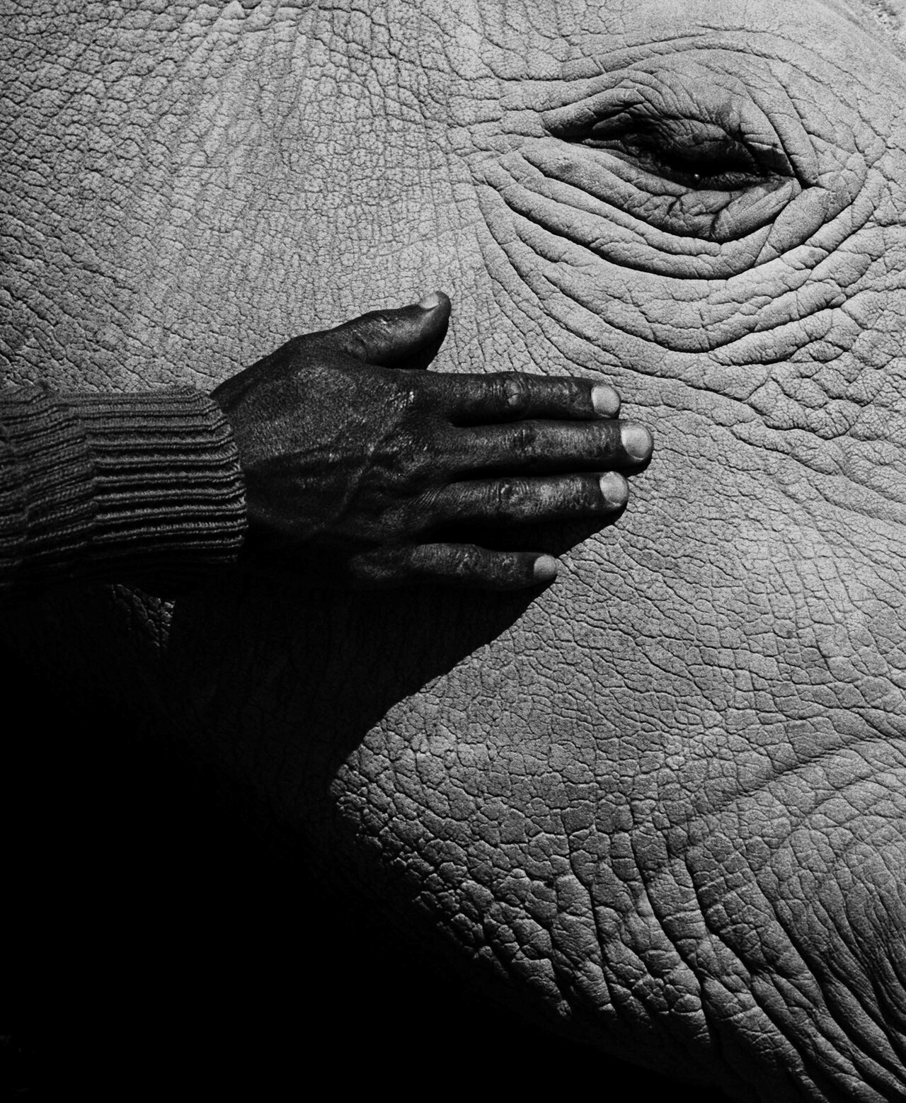 Jack_Davison_Ol_Pejeta09