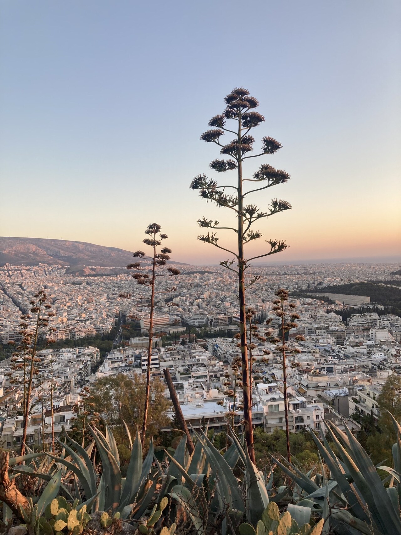lycabettus hill via zoe whitfield
