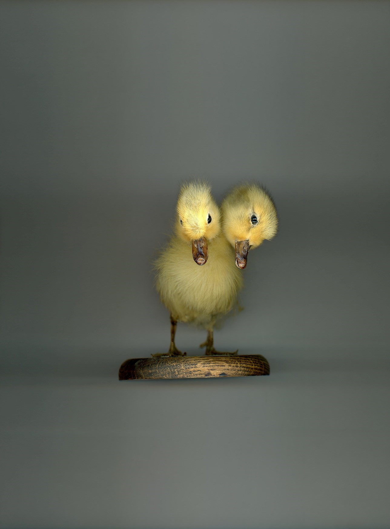 62 - TWO-HEADED CHICK