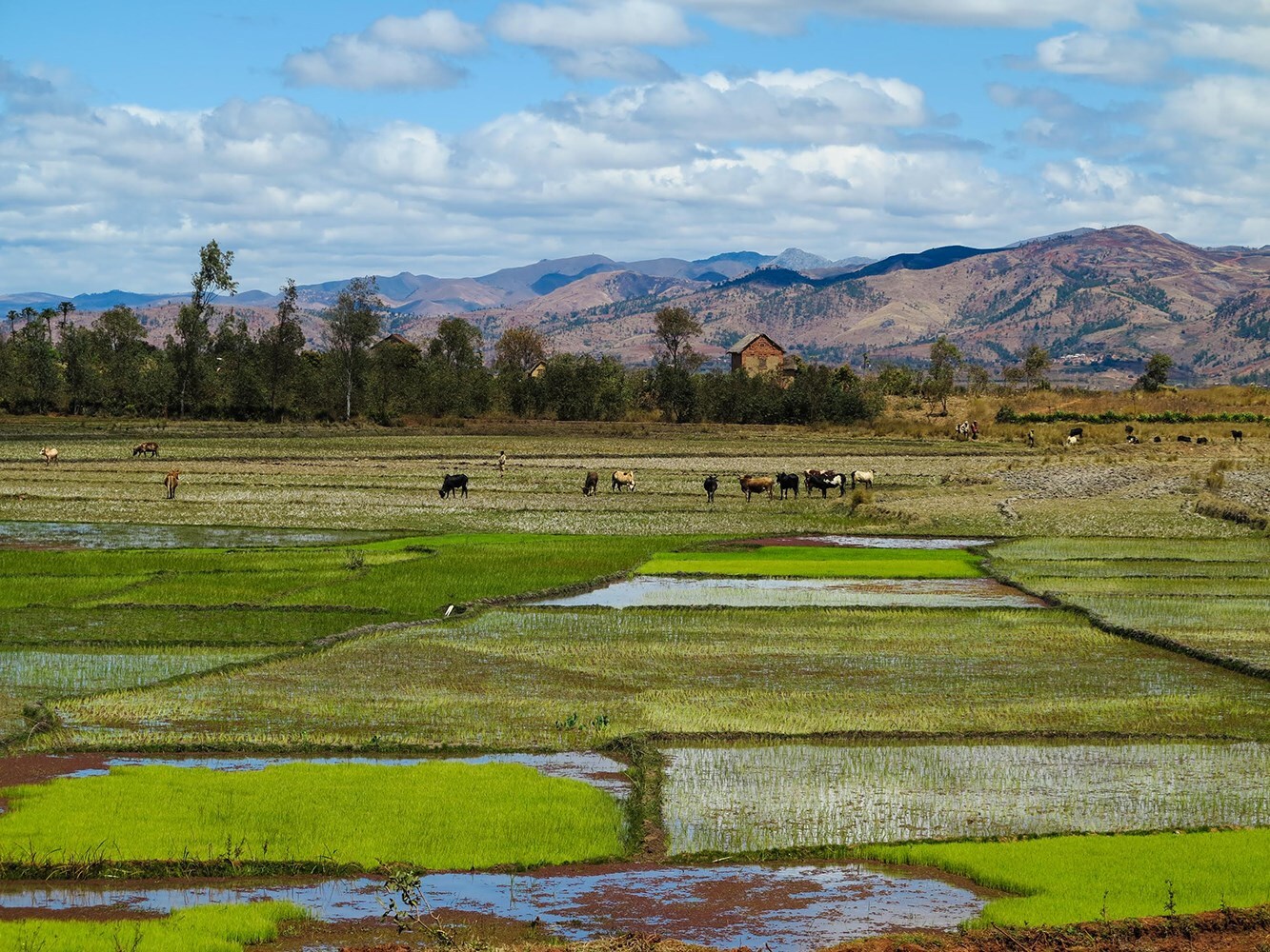 Madagascar 