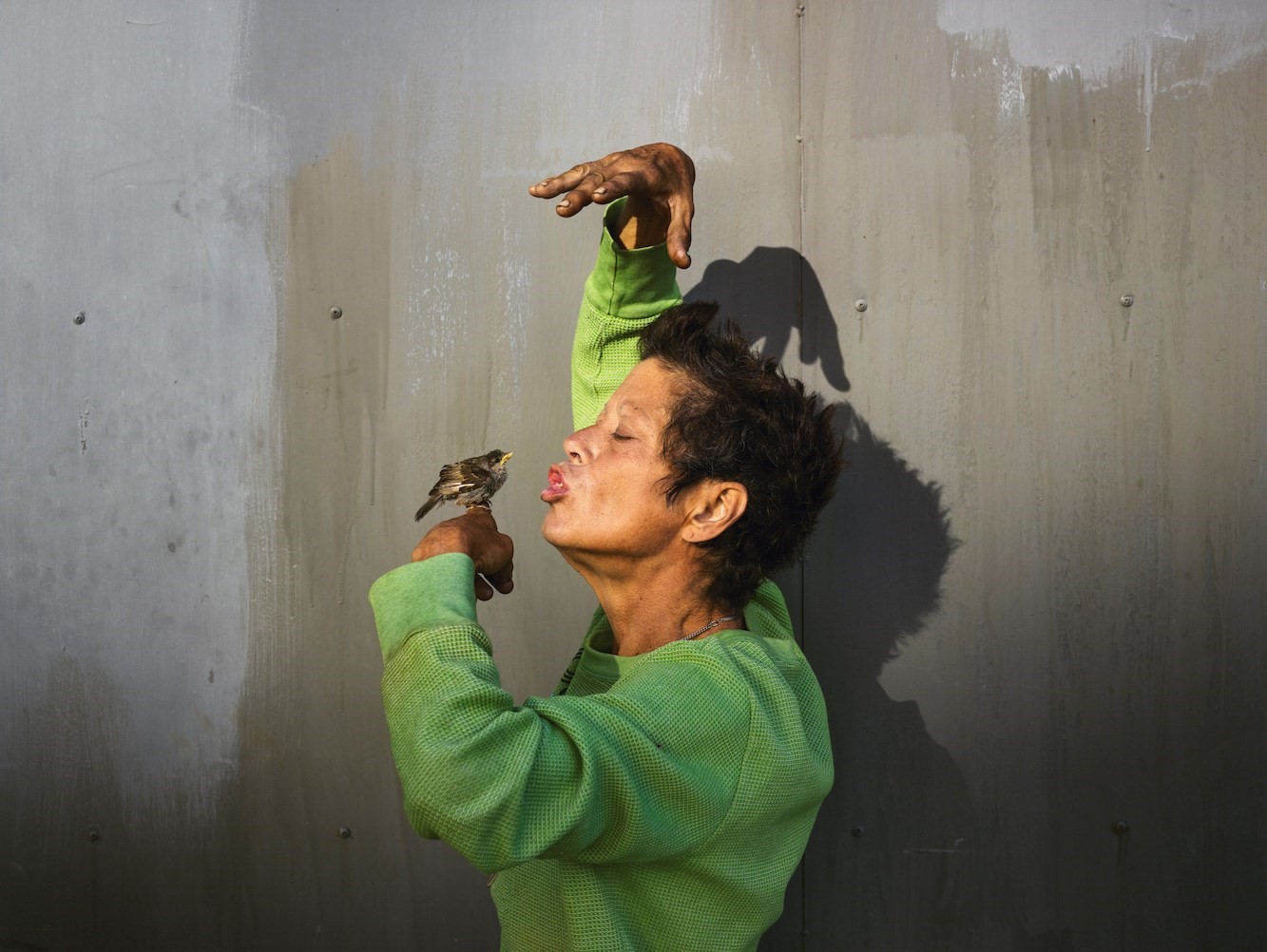 Flores silvestres de California por Pieter Hugo California Homeless 