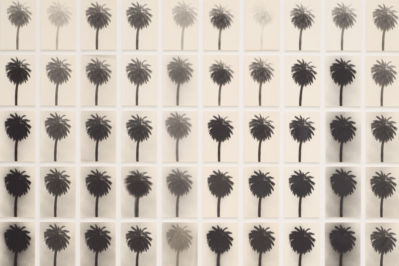 2018012--A Palm Tree Is A Palm Tree Is A Palm Tree