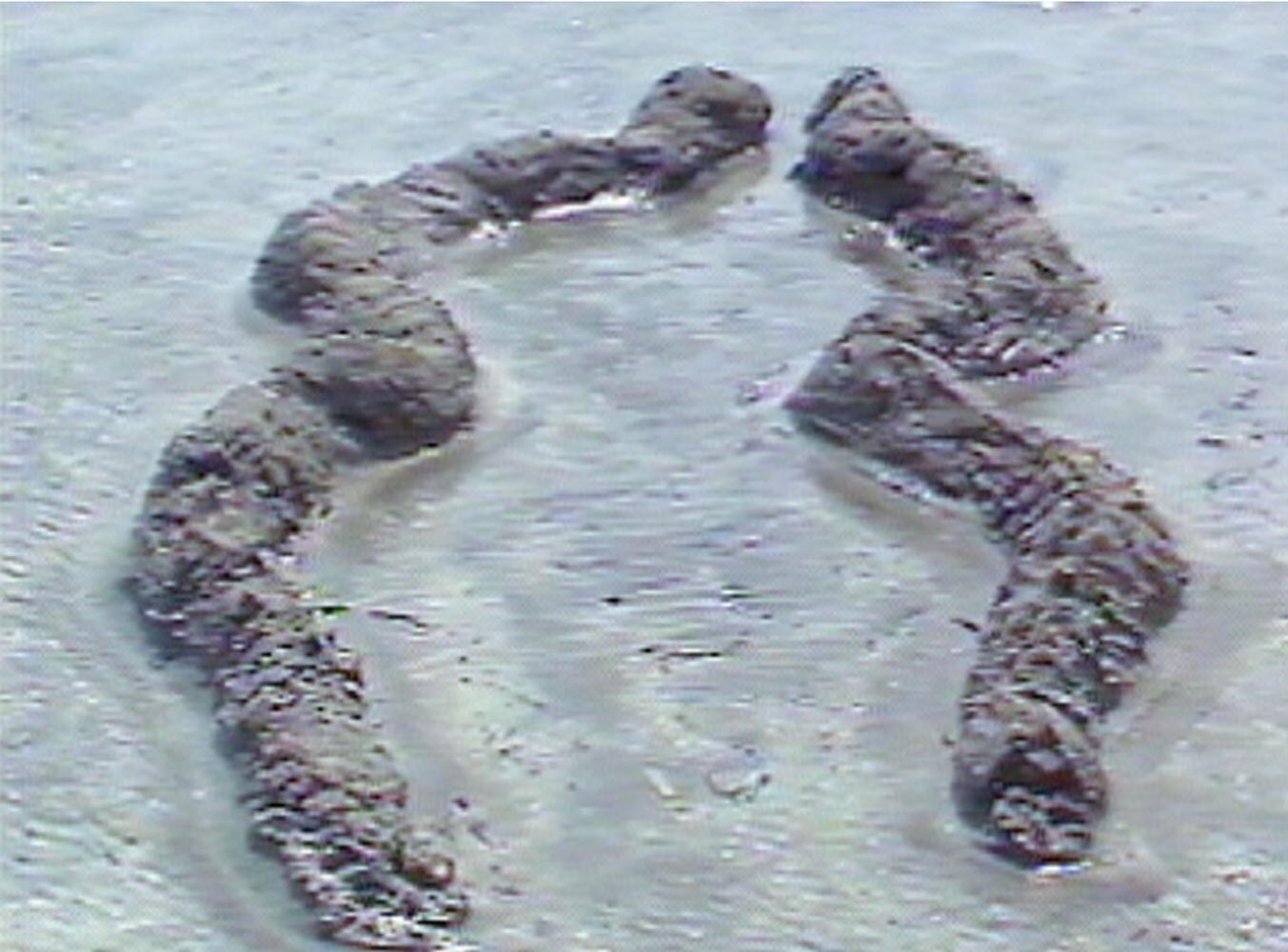 08_Mendieta_300dpi_10inch