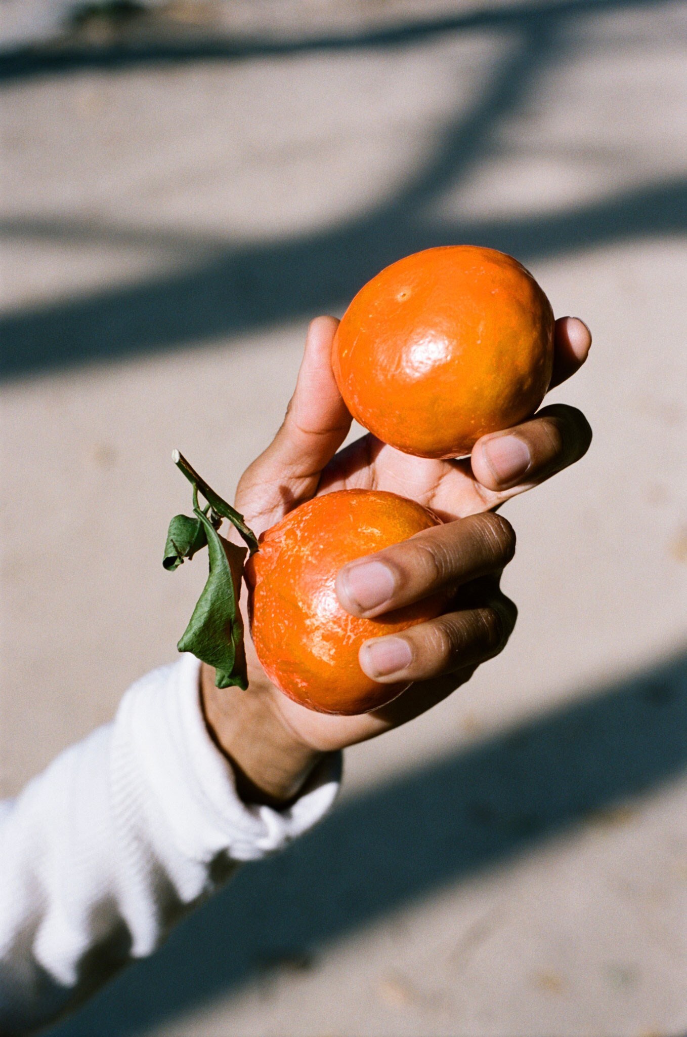 Alex-Free_From-Good-Seeds,-Good-Fruit,-2019