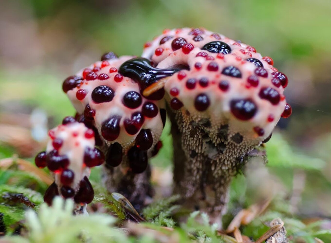 Hydnellum Peckii mushroom