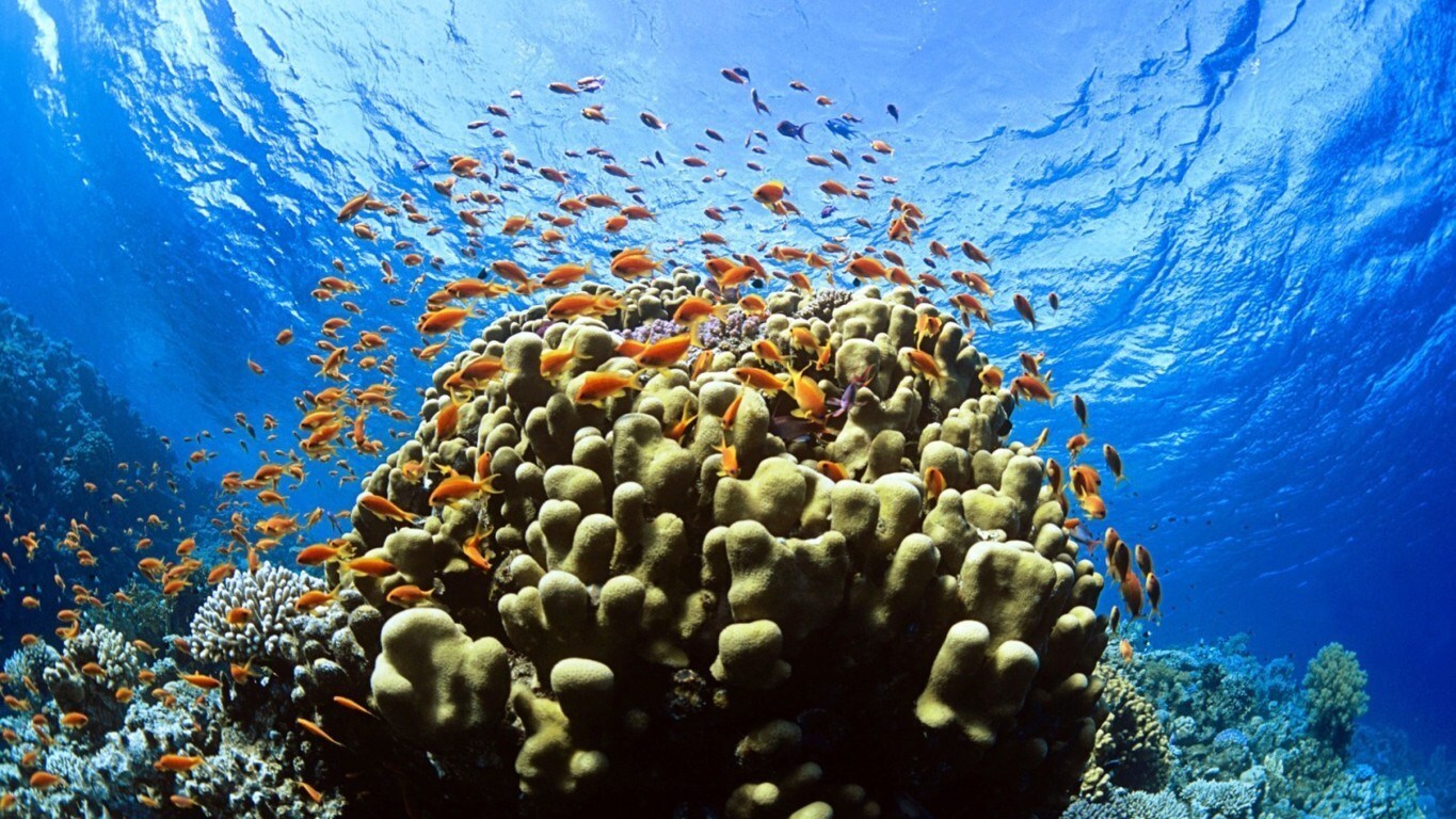 Coral Triangle