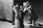 Family Cats by Walter Chandoha