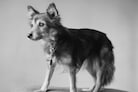 Peter Hujar: The Gracie Mansion Show Revisited