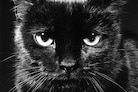 Family Cats by Walter Chandoha