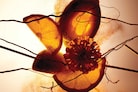 Bal d’Afrique: A Scent in Motion