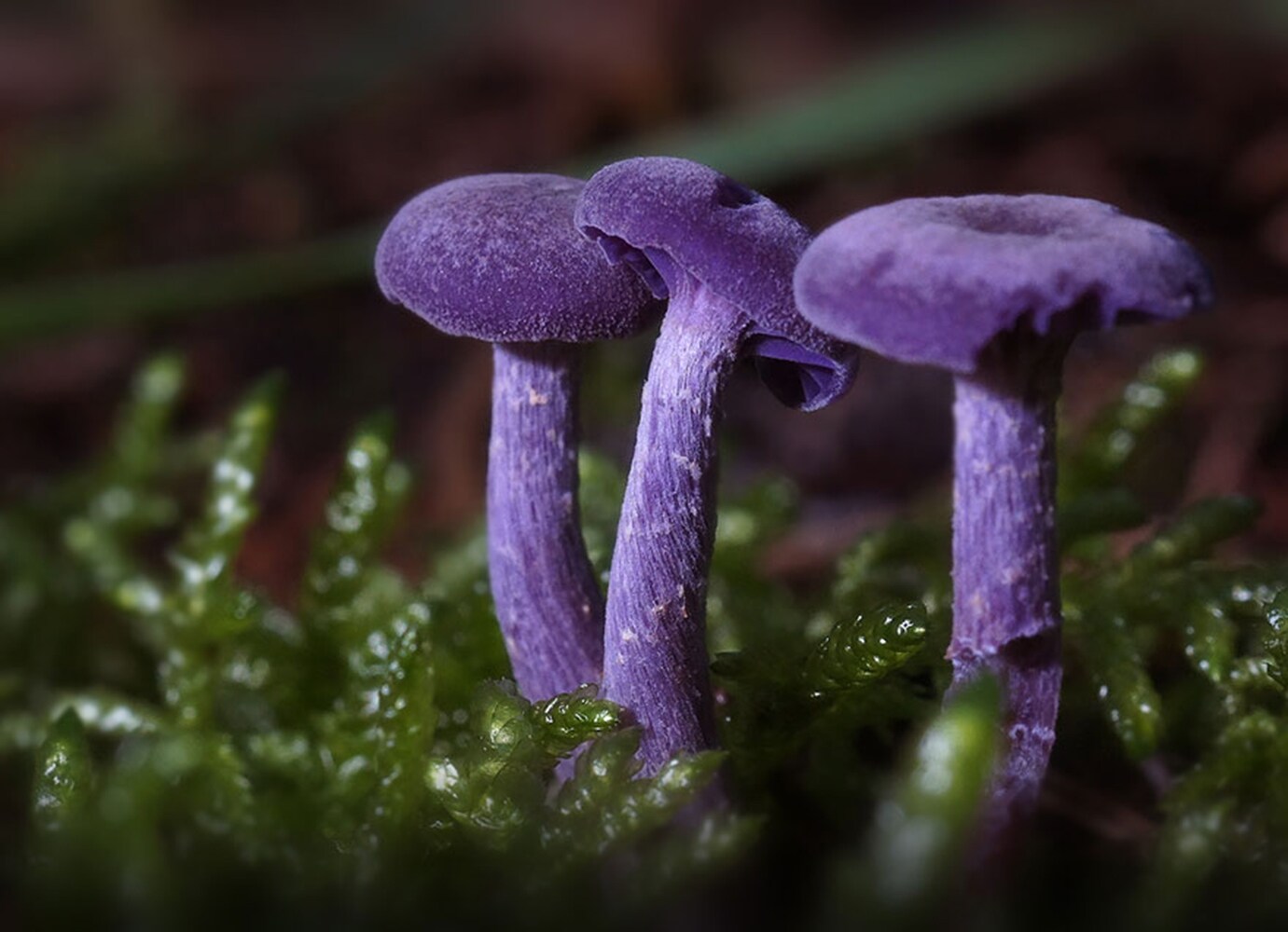 Amethyst Deceiver mushroom