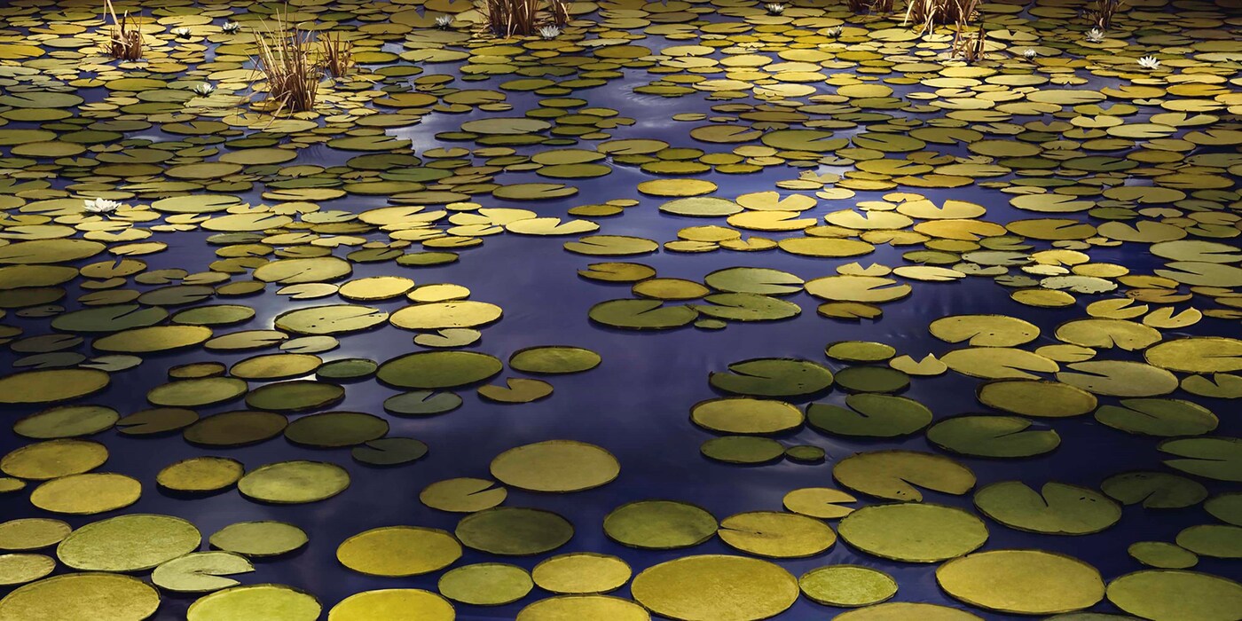 TDE_37424_Pond_2020