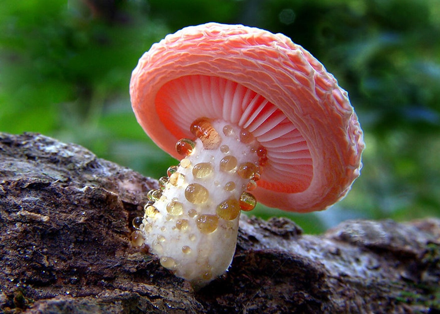 Rhodotus Palmatus mushroom