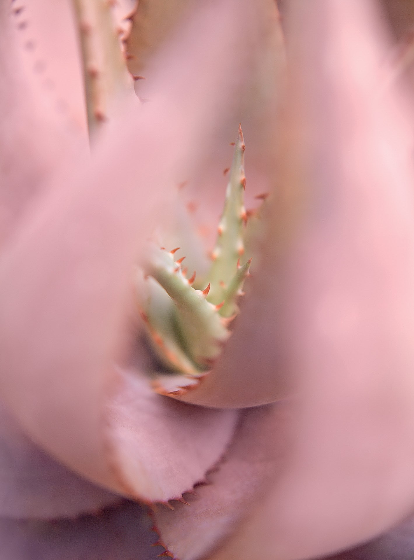 MKW 180-181_Succulents 6 (2018)