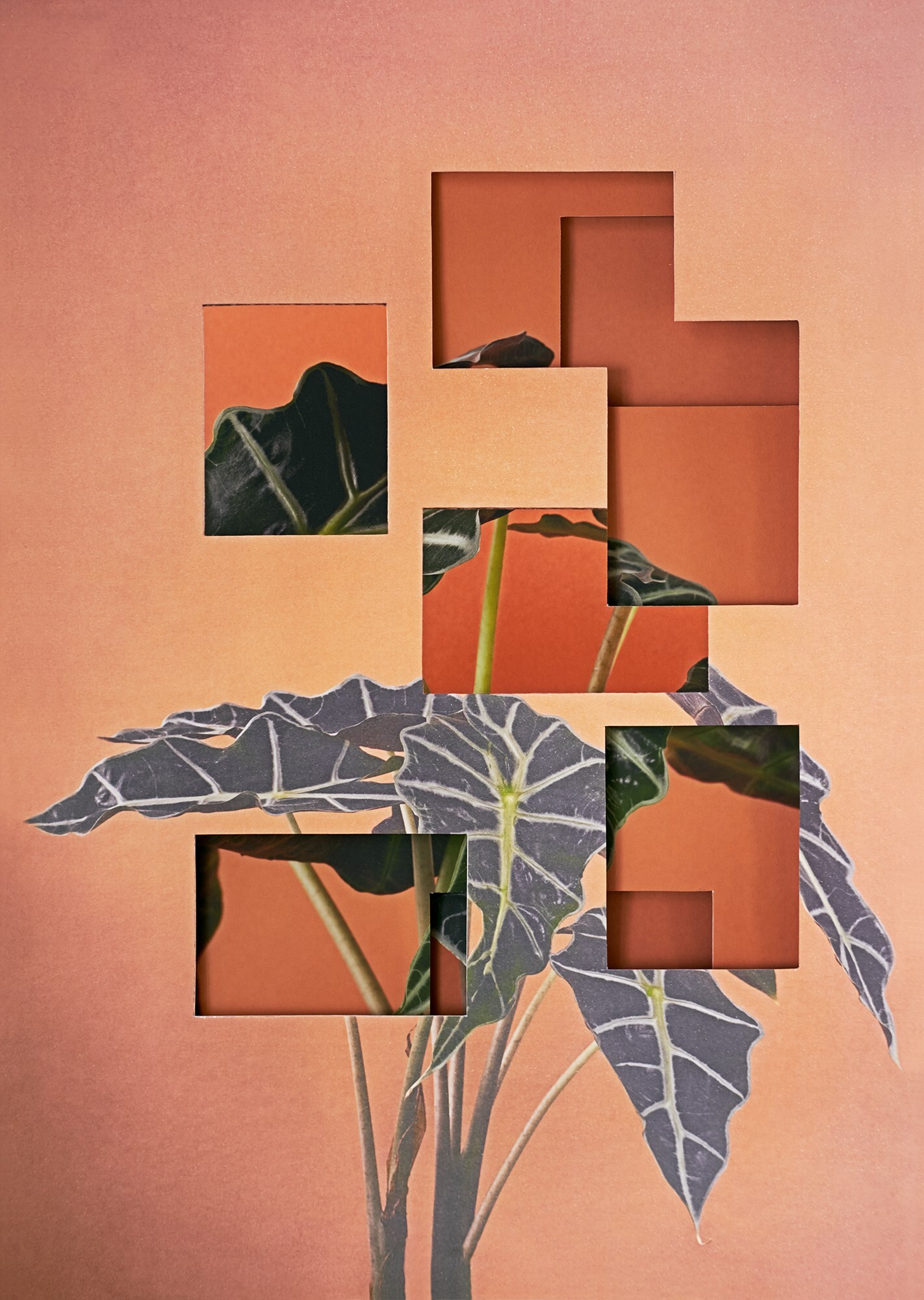 Alocasia_3D