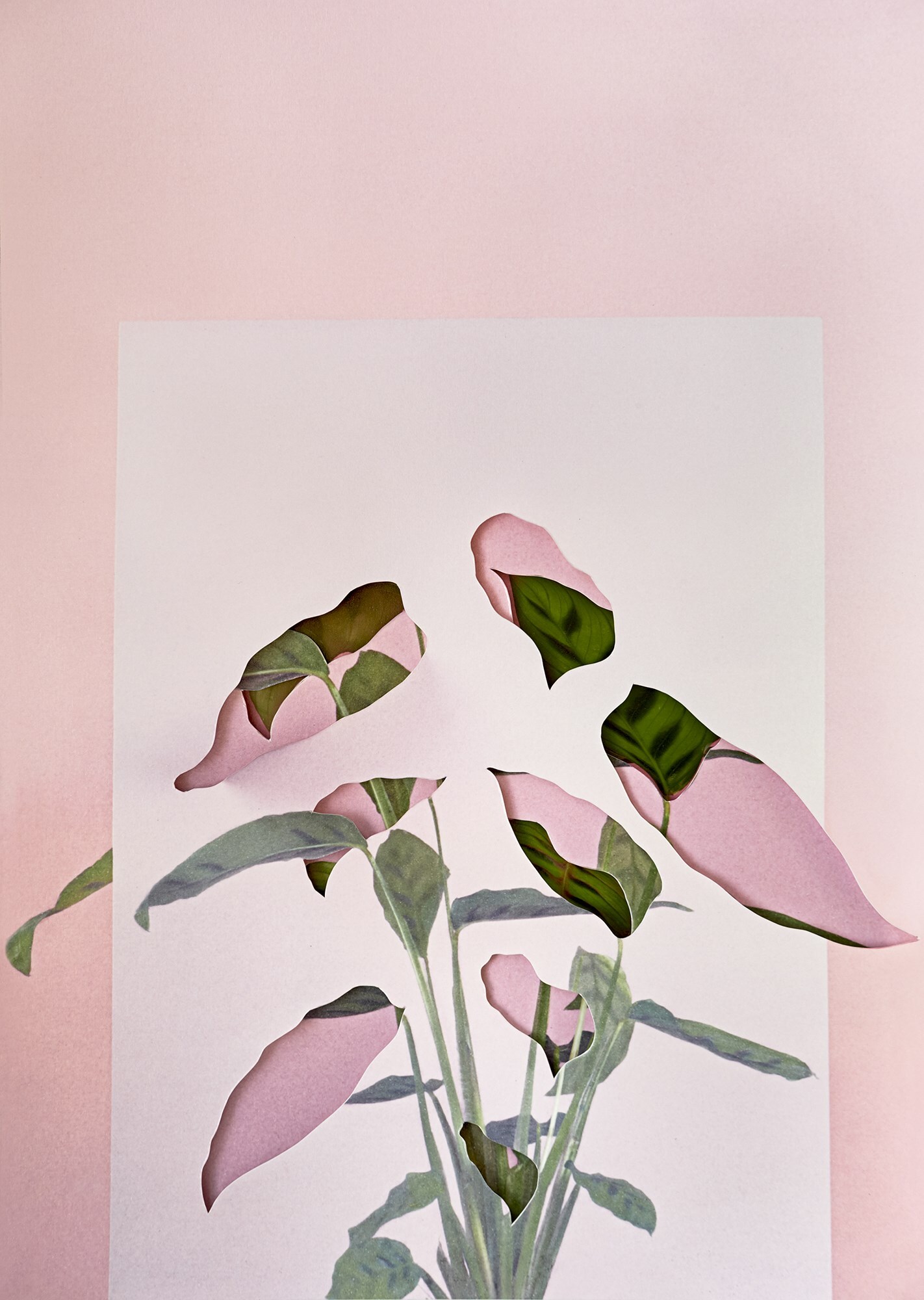 Calatheas_3D