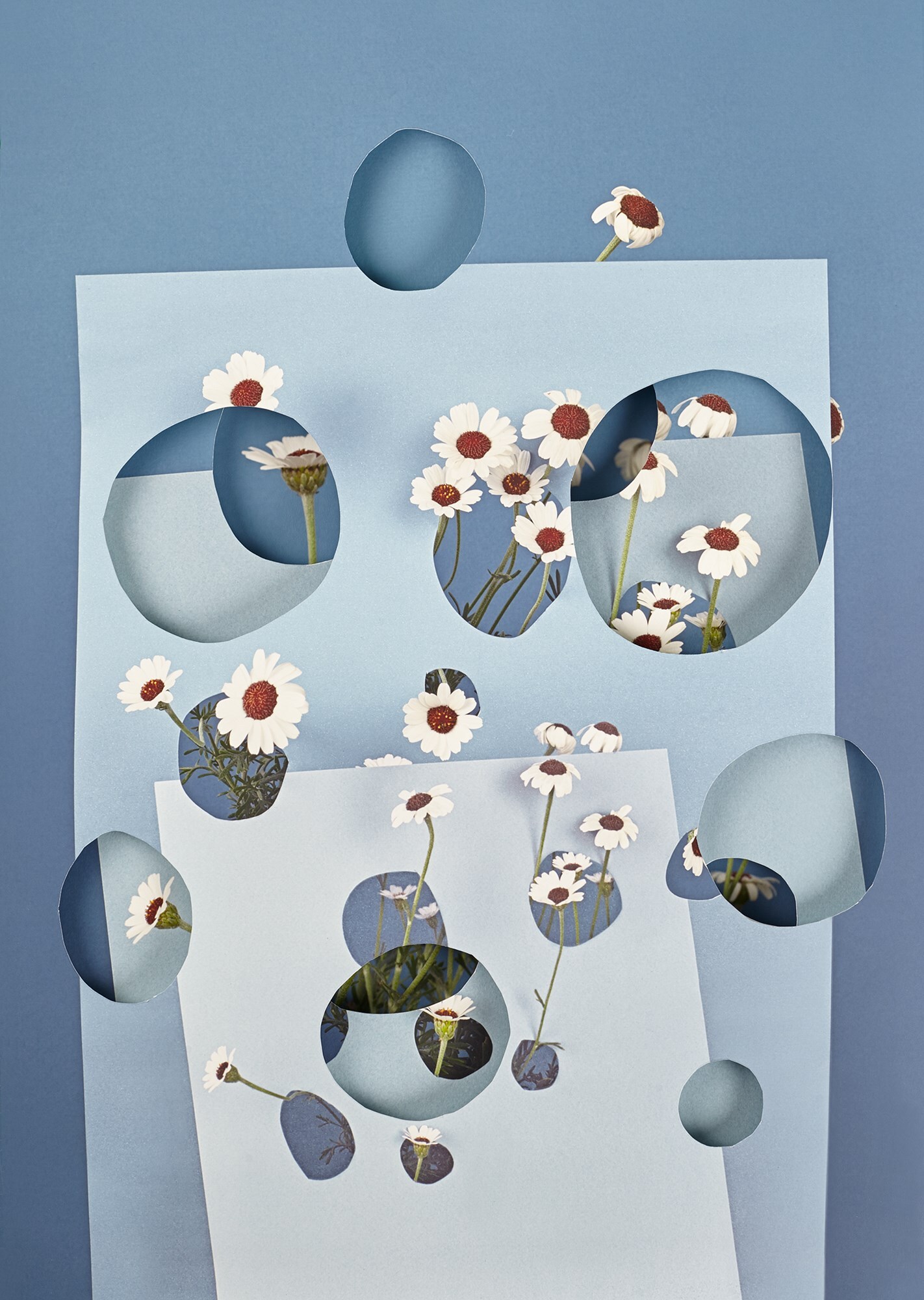 Rhodanthemum_3D