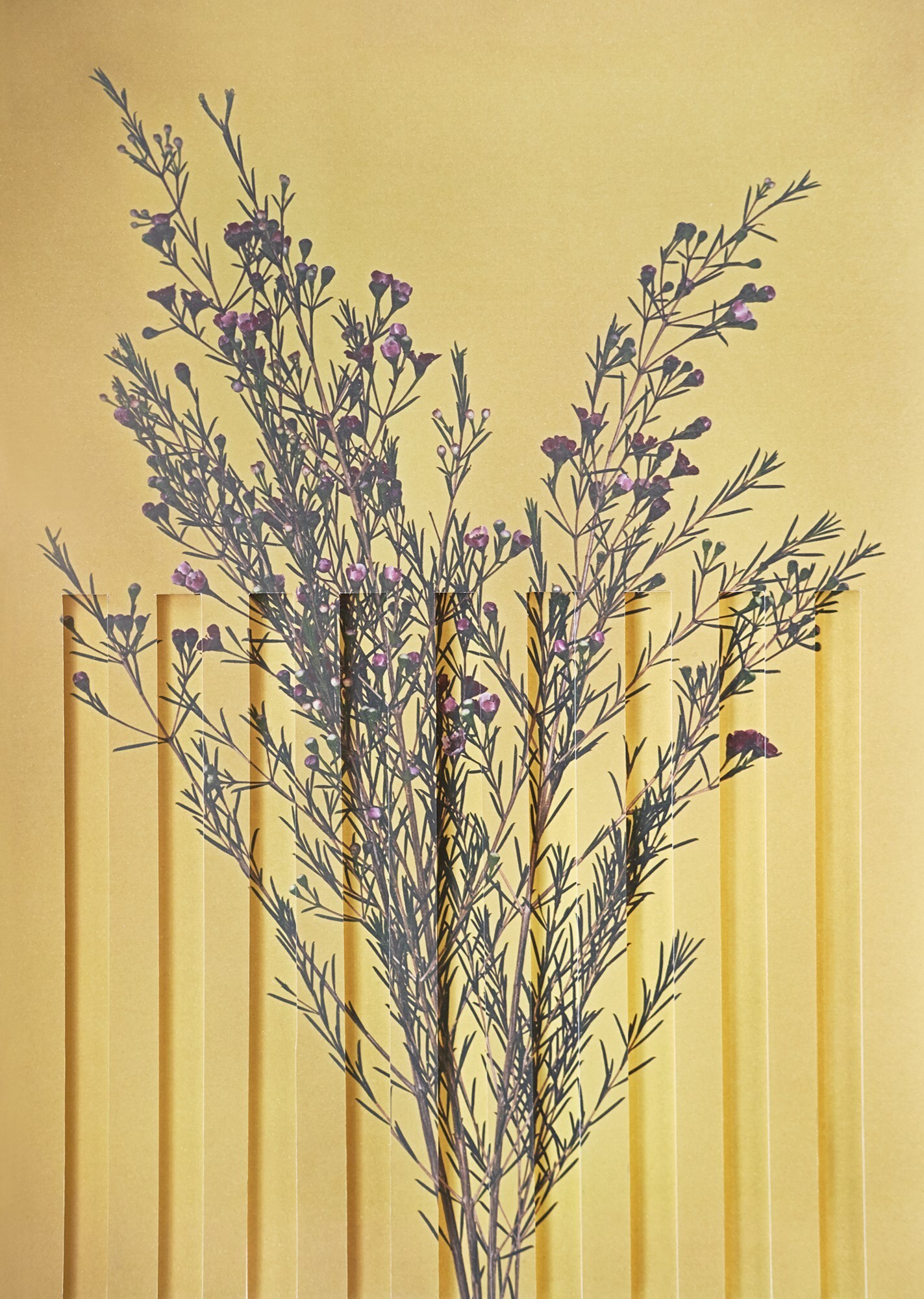 Chamelaucium_3D