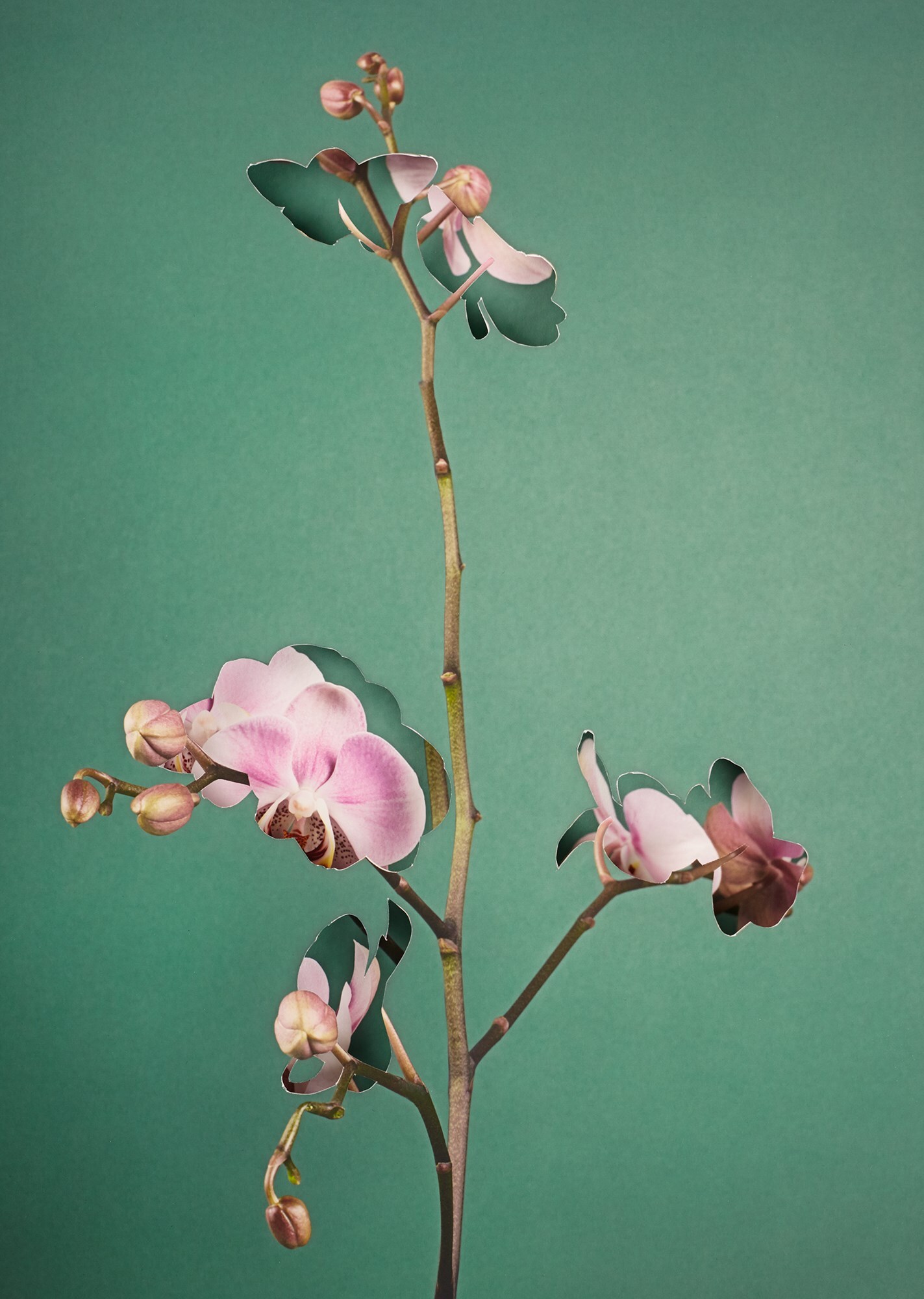 Phalaenopsis_3D