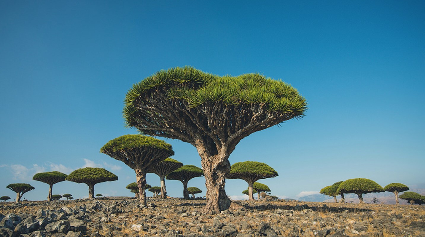 Socotra, Yemen 