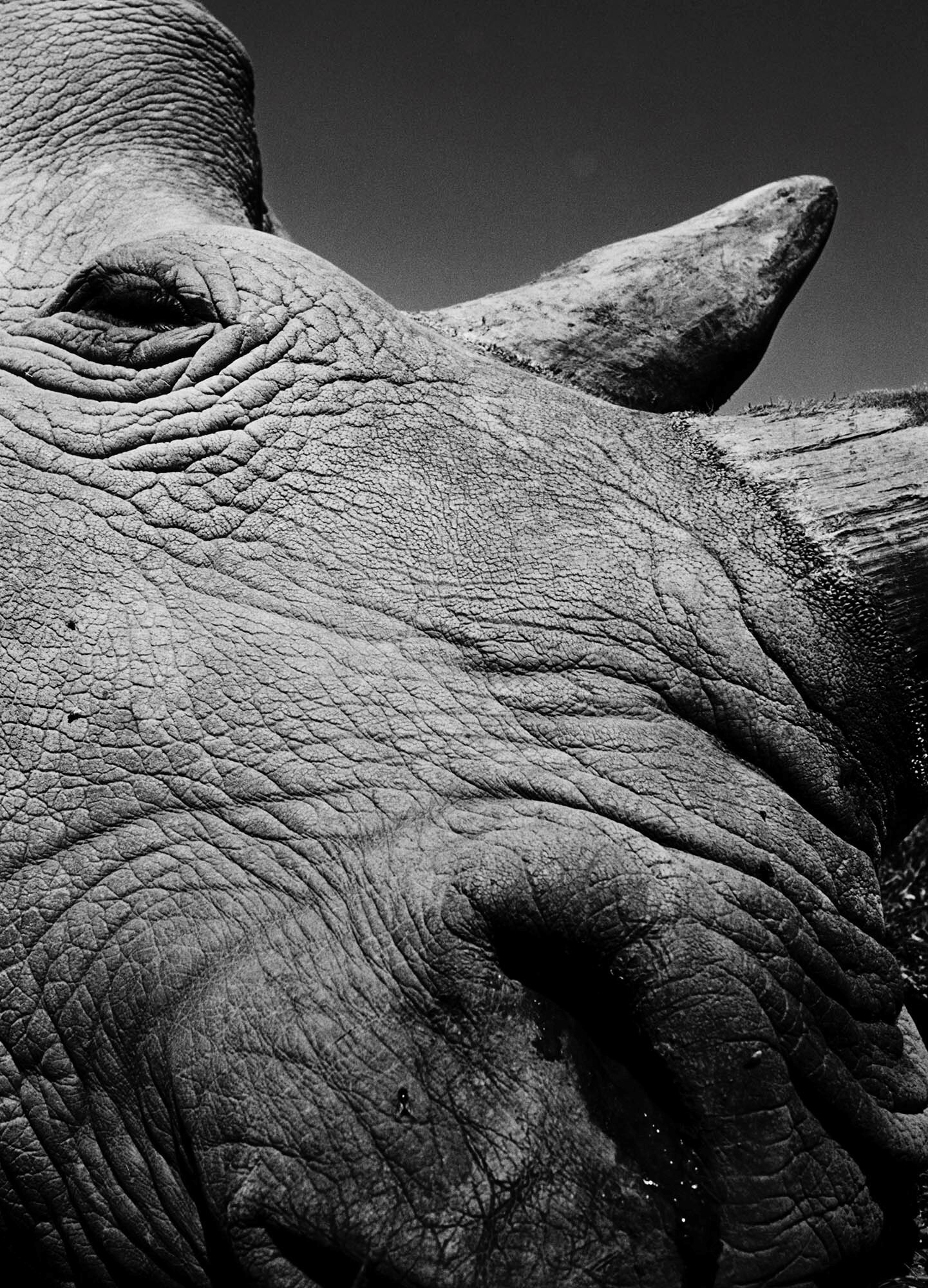 Jack_Davison_Ol_Pejeta06