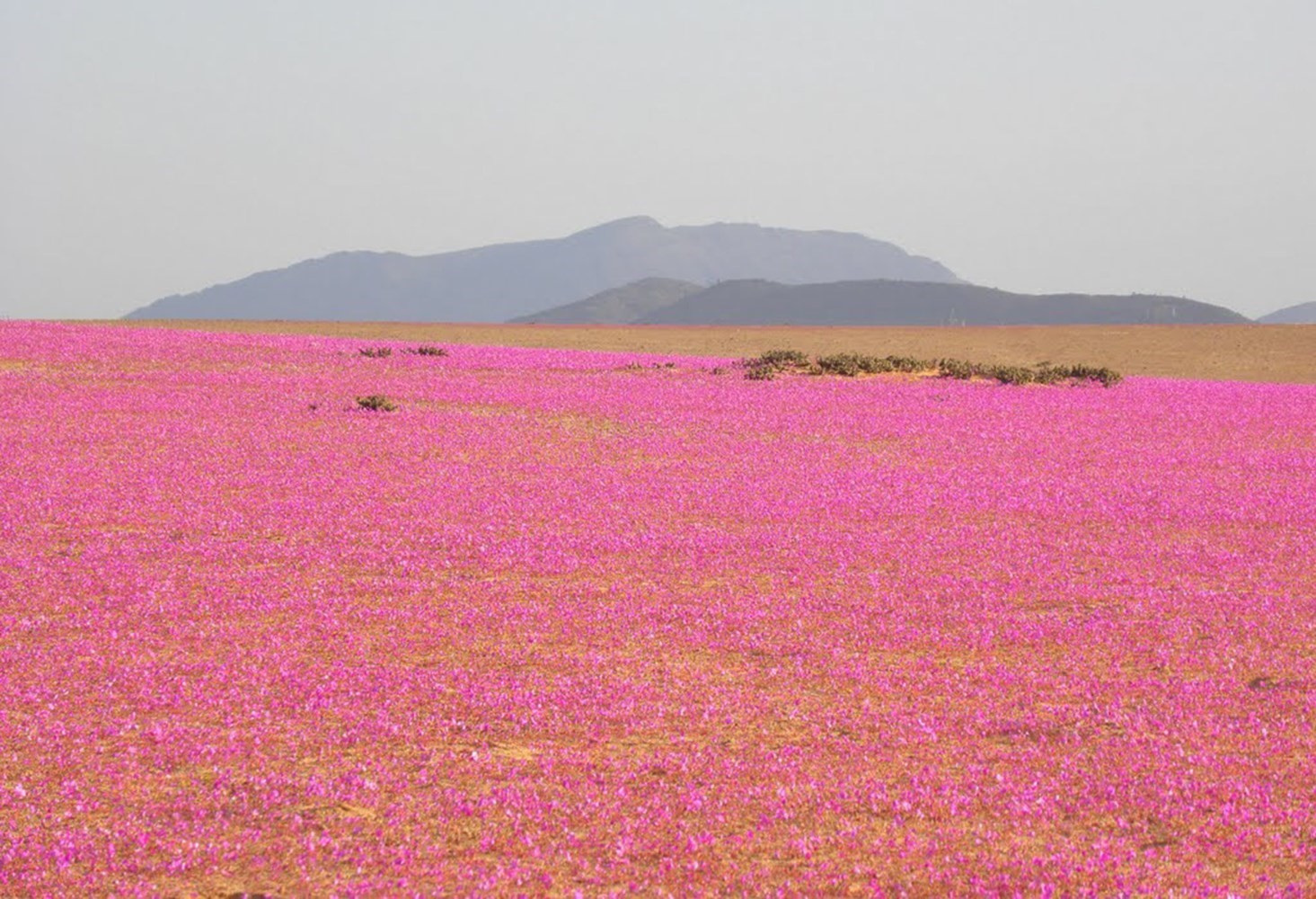 How the Atacama Desert Has Been Painted Pink with Flowers