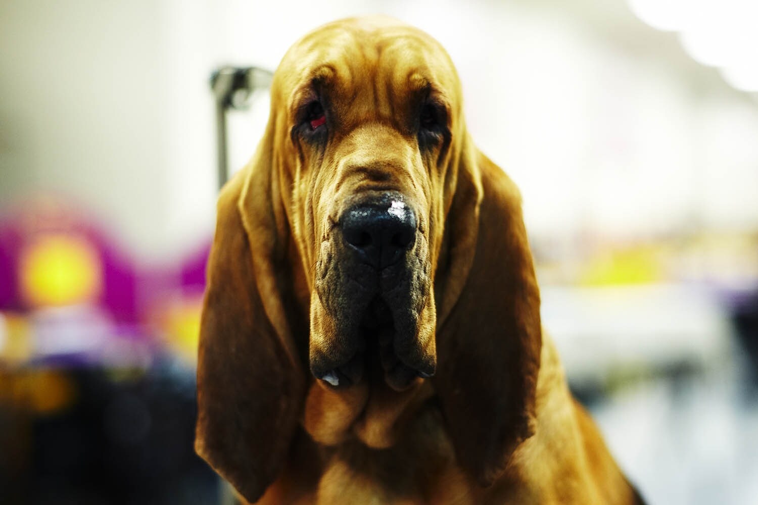Westminster Kennel Club dog show 2014