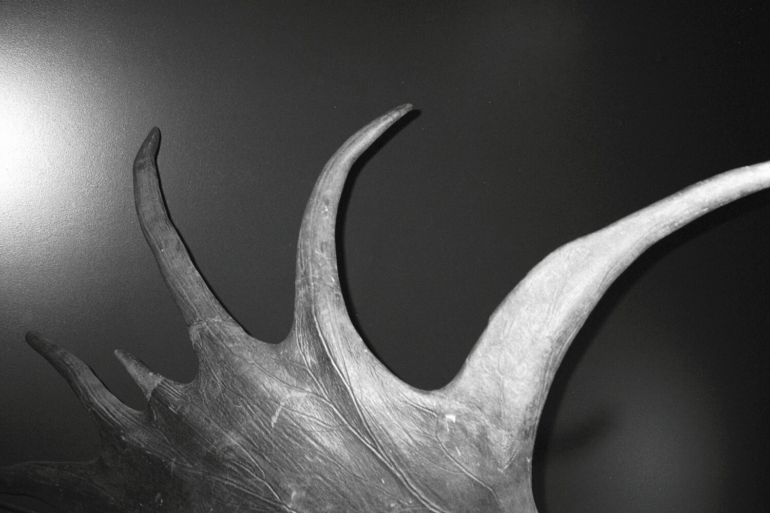 The Grant Museum of Zoology