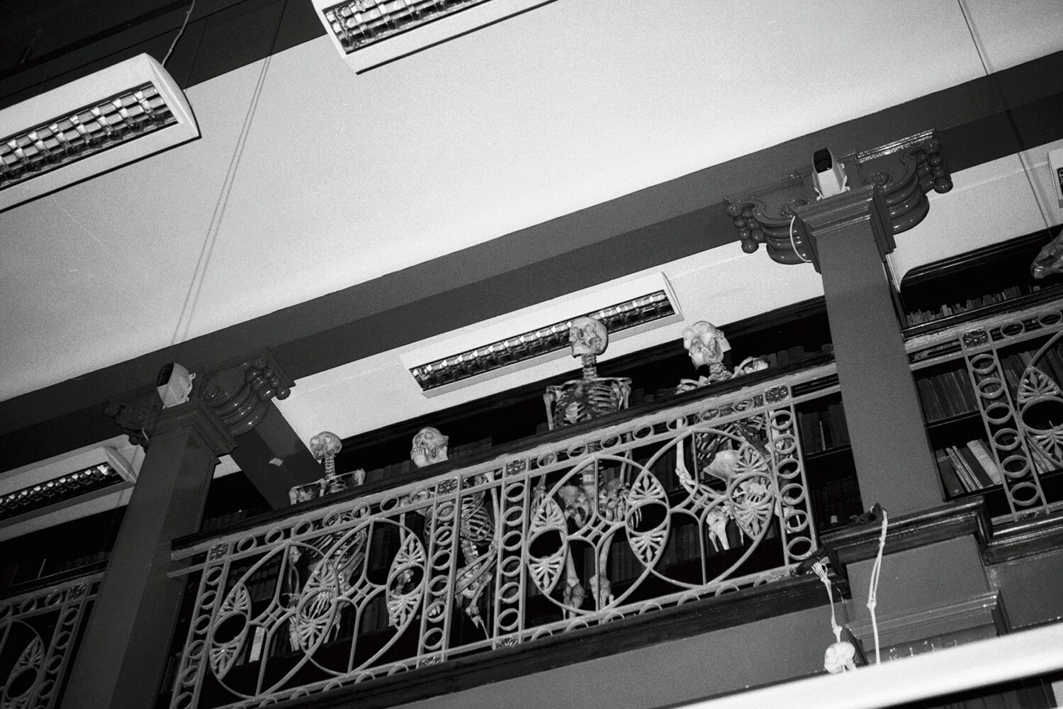The Grant Museum of Zoology