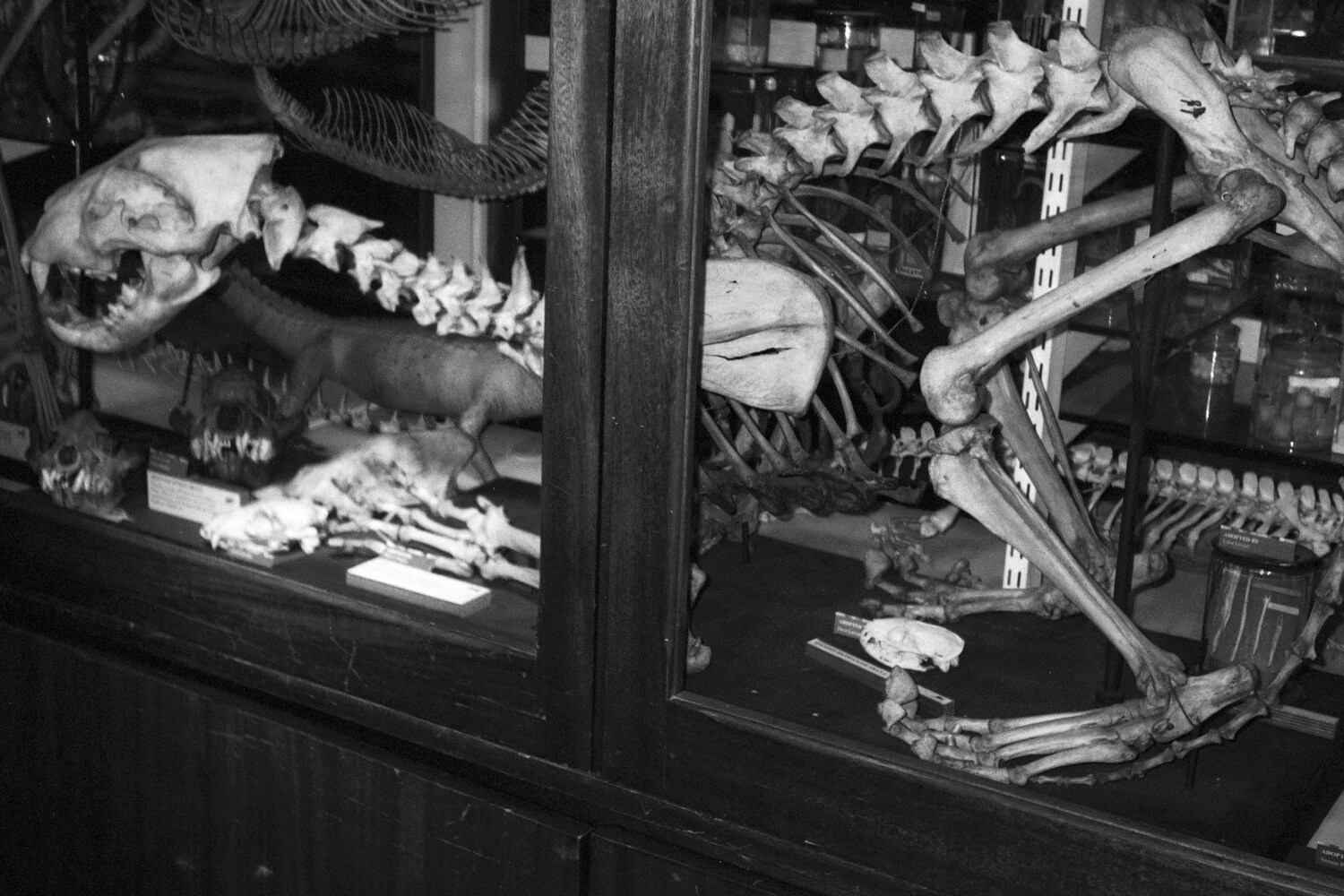The Grant Museum of Zoology