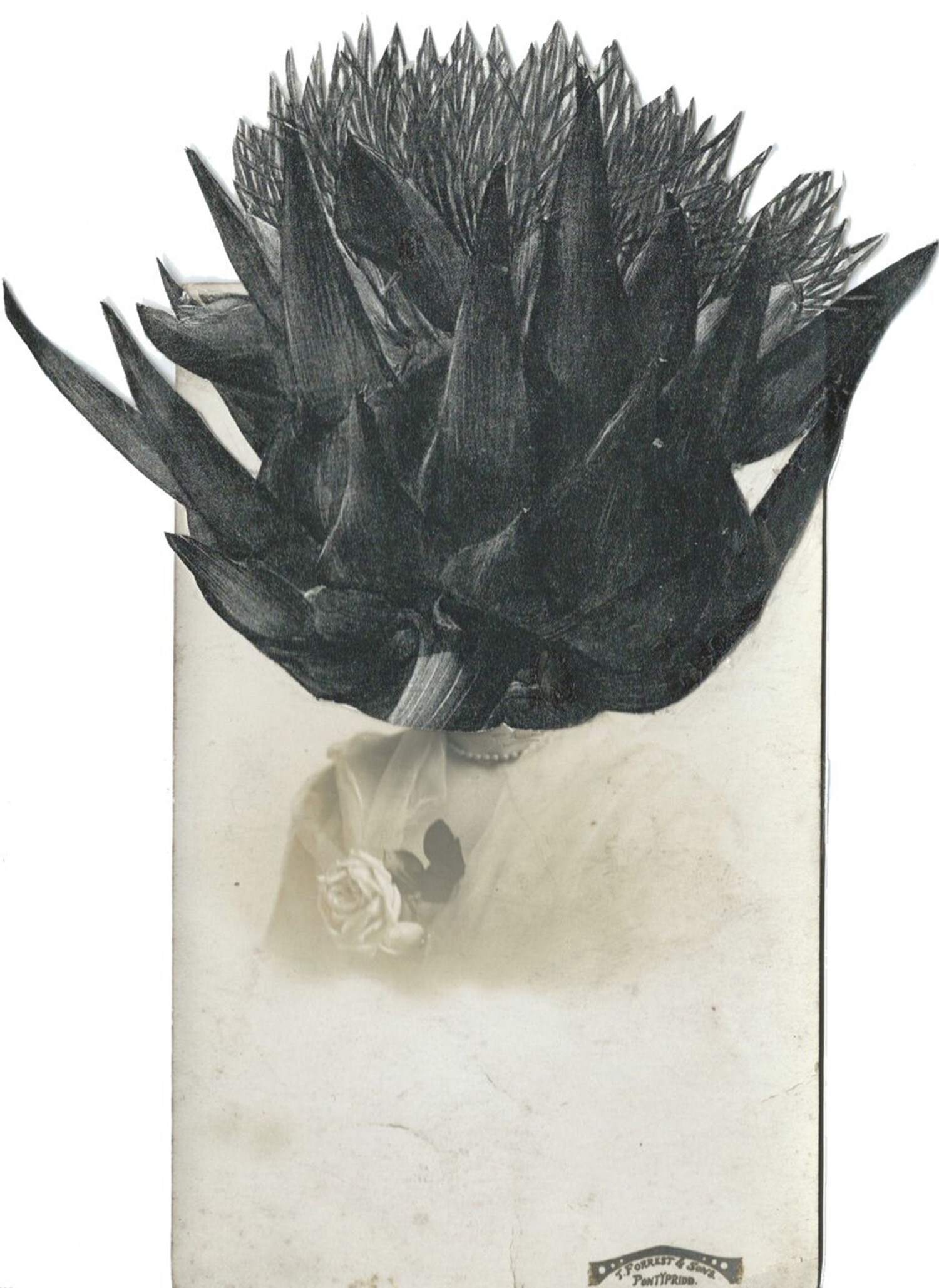 Artichoke, 2014