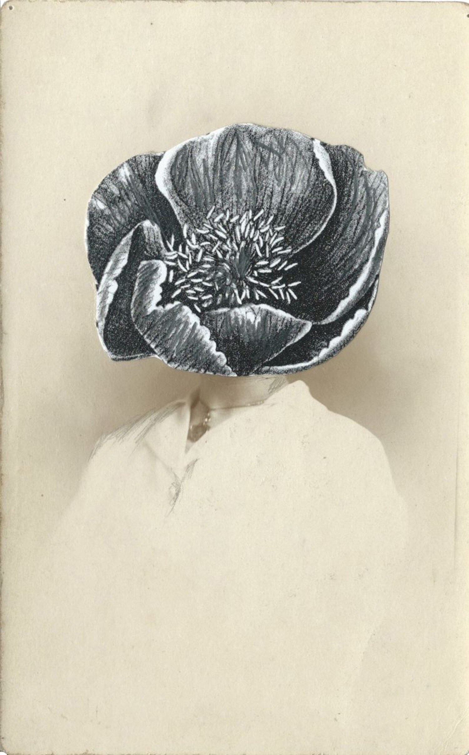 Paeonia tenuifolia, 2014
