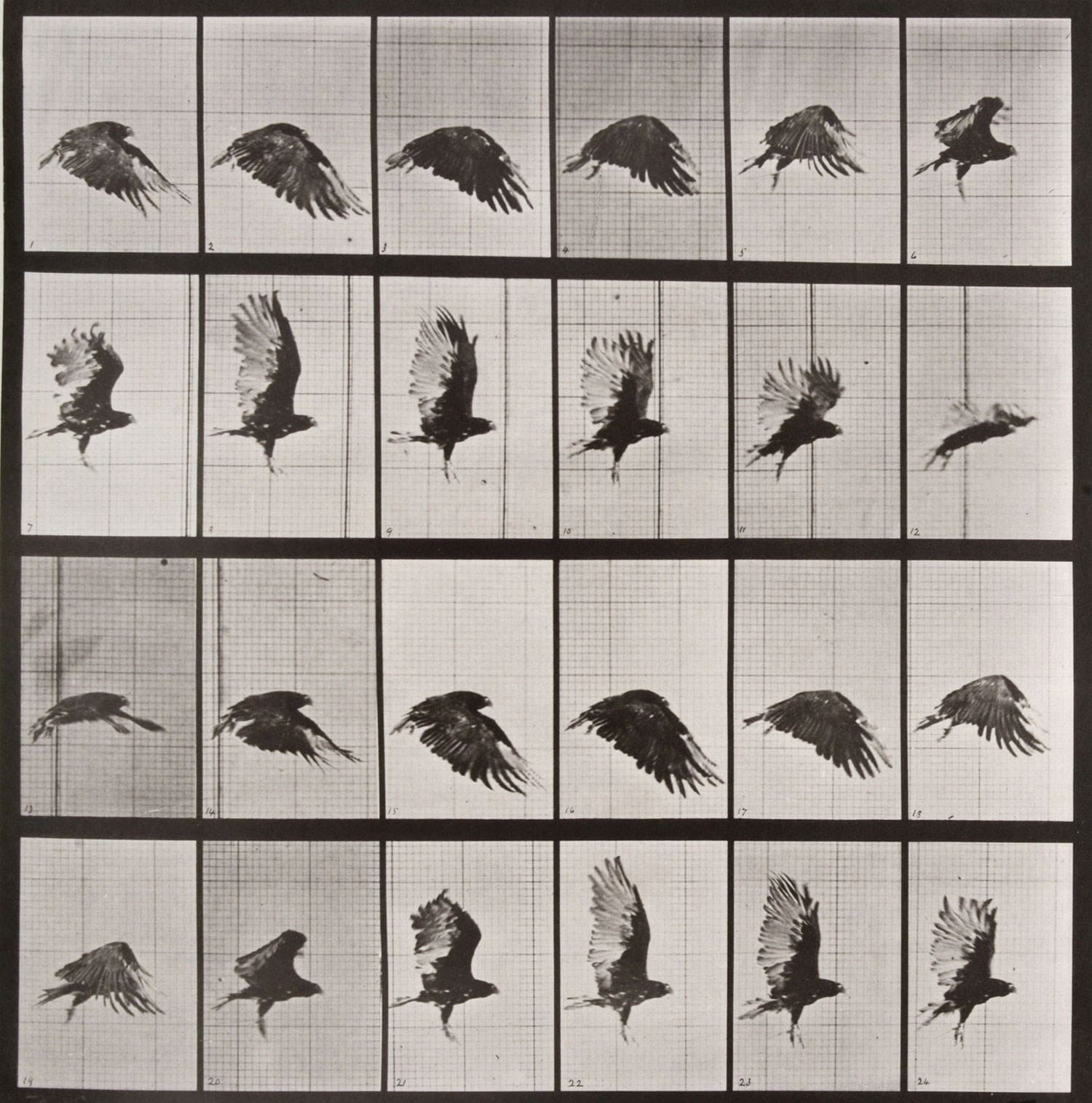 Eadweard Muybridge: The Curious Forefather of Cinema | AnOther