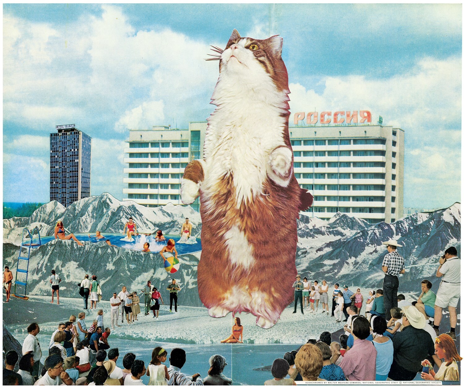 Big Cat 2013