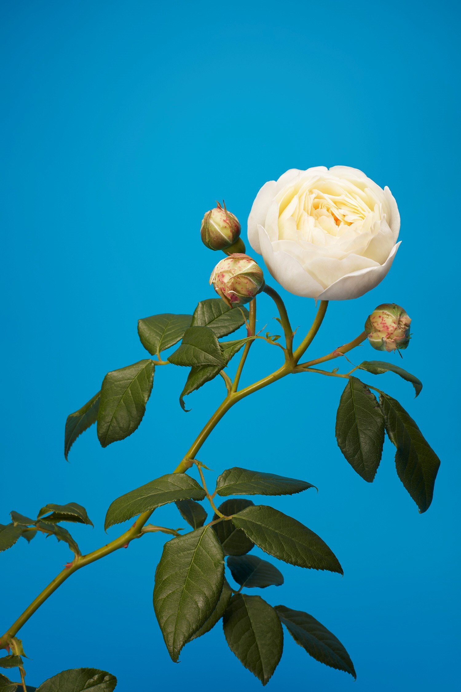 The English Rose Luke Stephenson