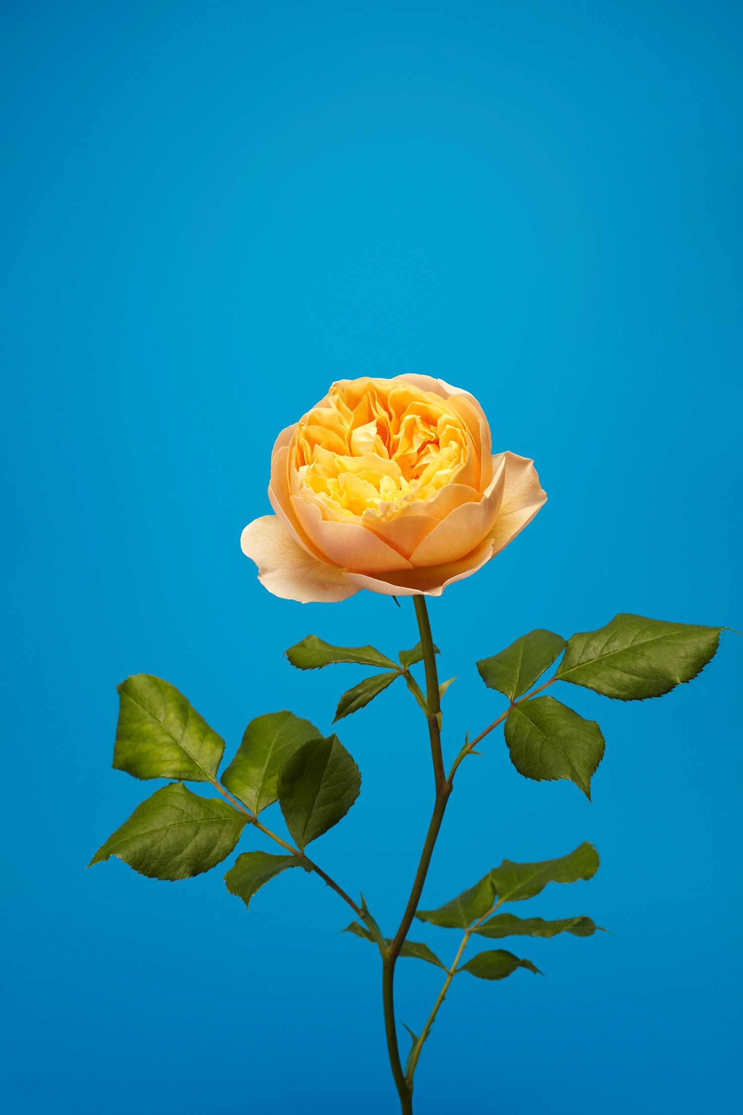 The English Rose Luke Stephenson