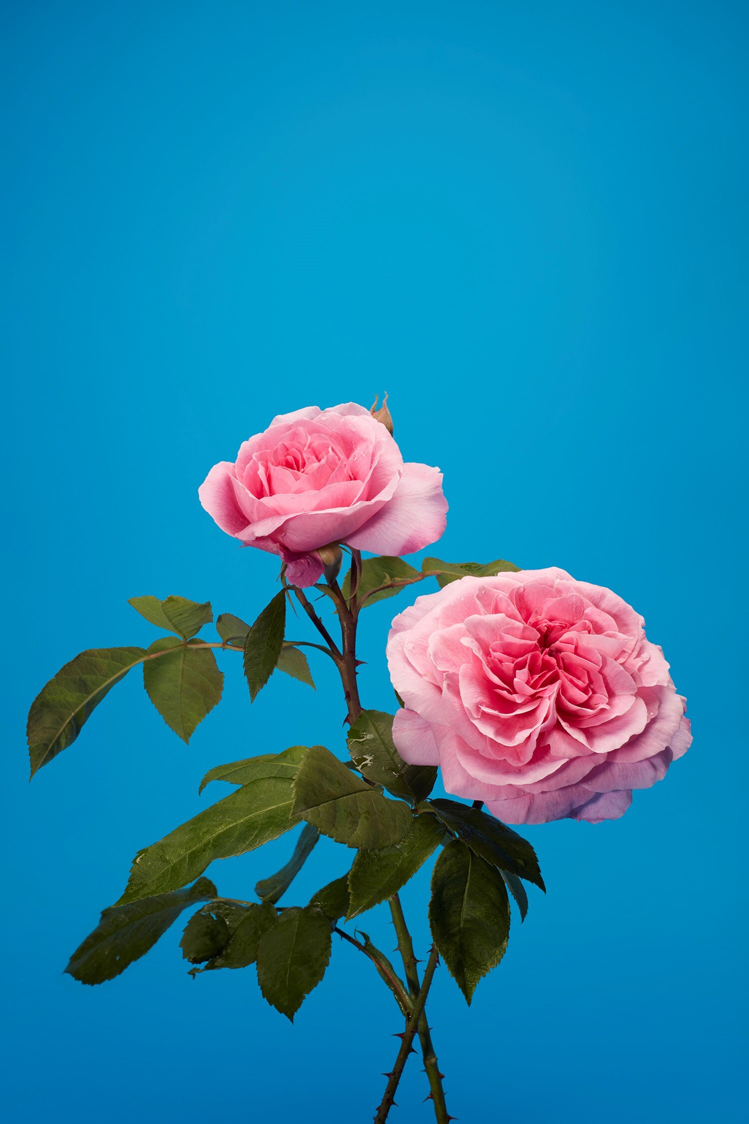 The English Rose Luke Stephenson